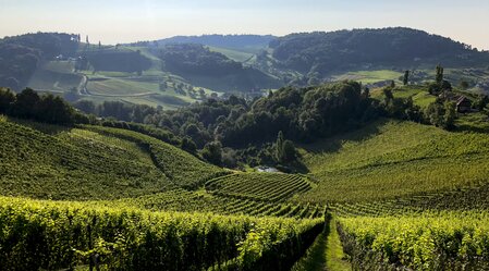 Südsteiermark: Wanderroute "Vom Gletscher zum Wein" (Etappe 24, Südroute) | © STG | Martina Traisch