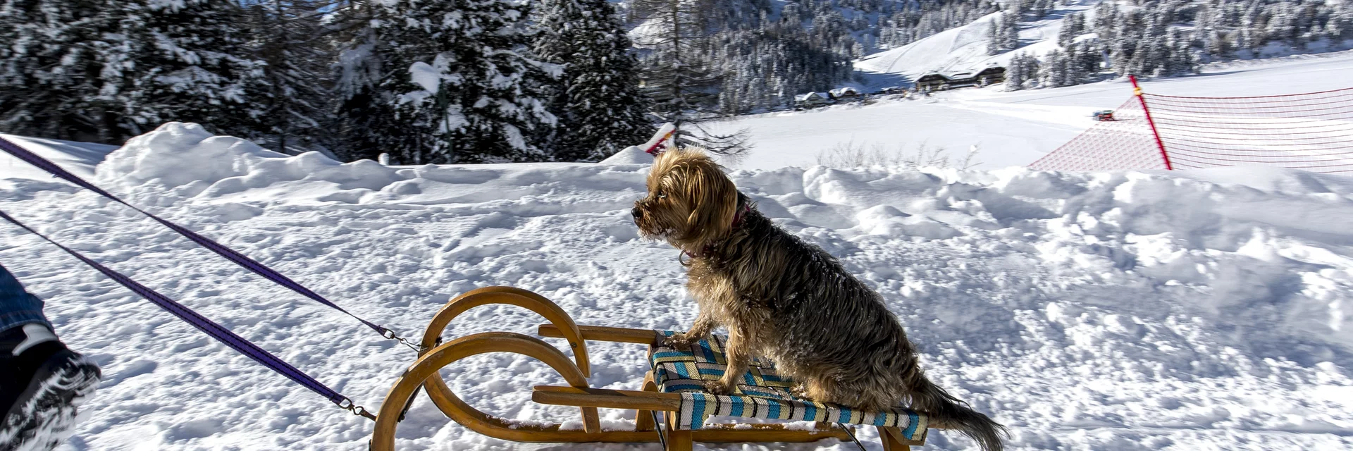 Hund beim Bergaufrodeln | © STG | Tom Lamm