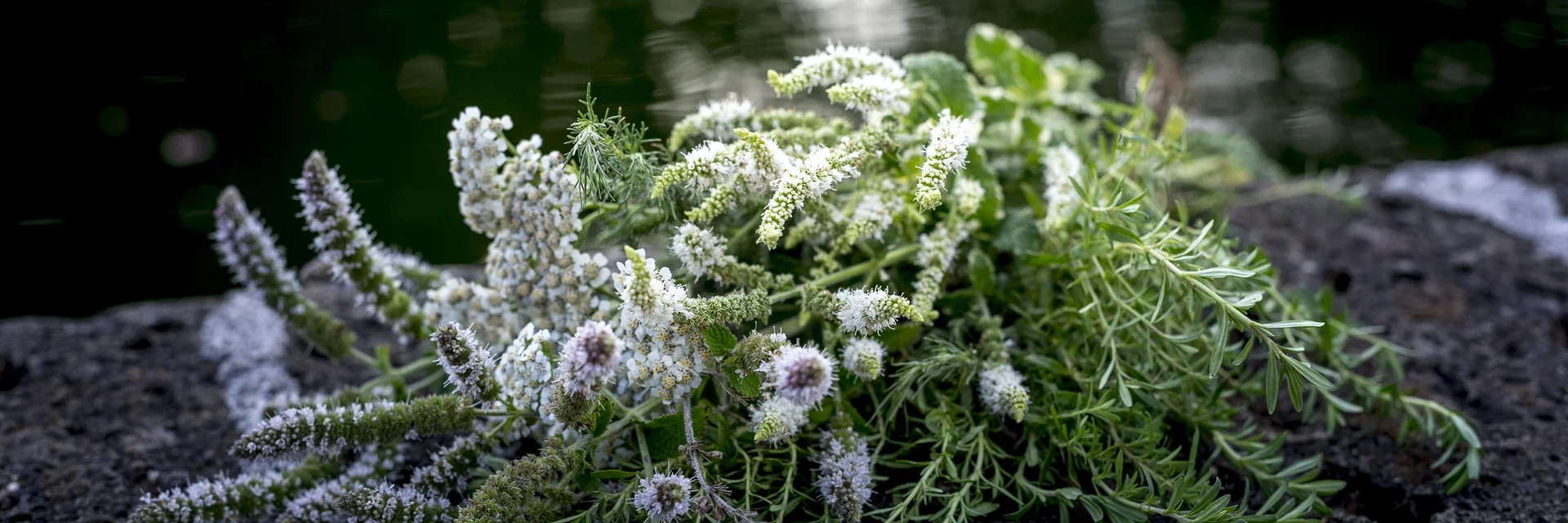 Kräuterstrauß mit Thymian, Rosmarin, Dille,... | © STG | Tom Lamm