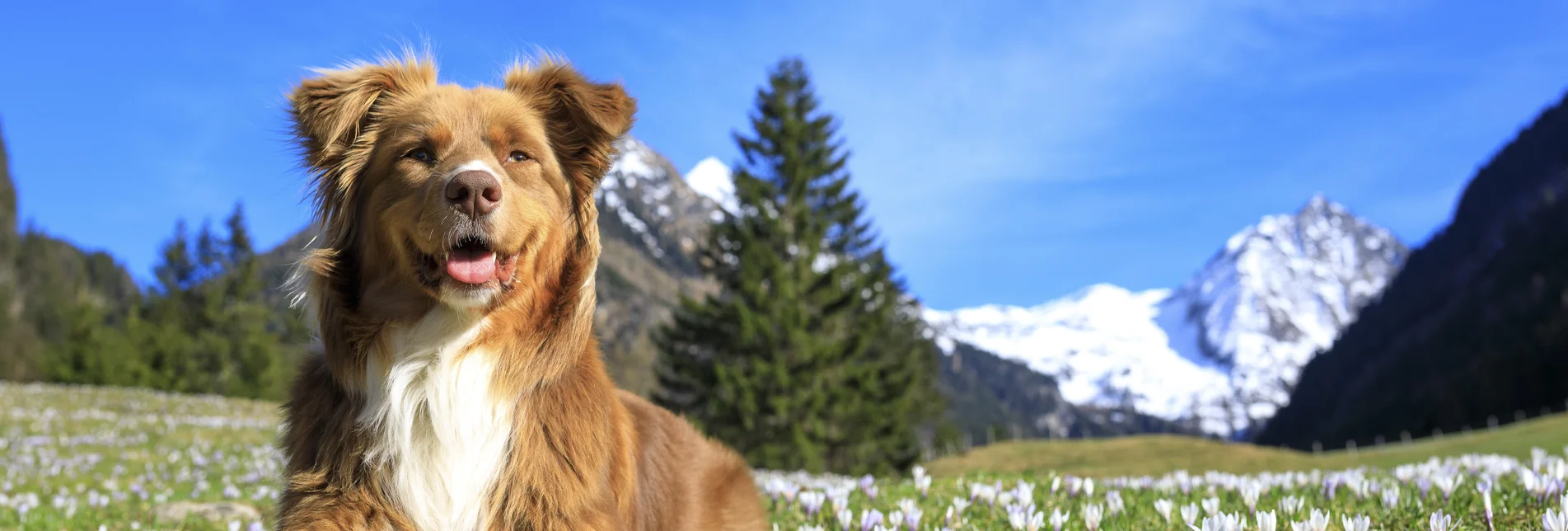 spring in the mountains: dog on a crocus meadow | © Steiermark Tourismus | photo-austria.at