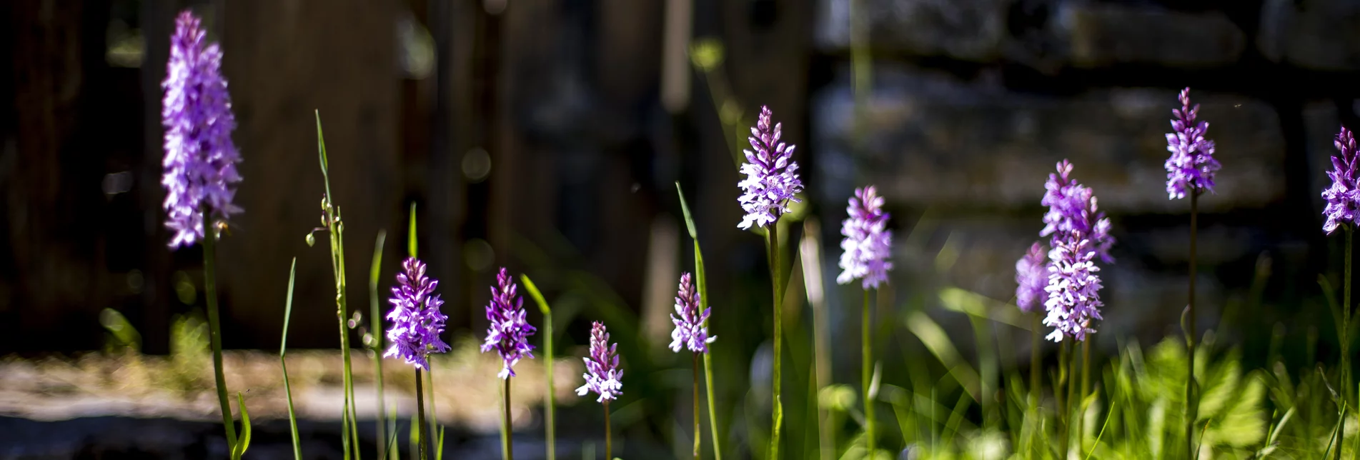 PackageSummer retreat in nature park Mürzer Oberland - Nature and culture in Upper Styria