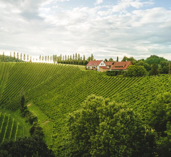 Vineyards of Southern Styria near Stainz | © STG | Michael Königshofer