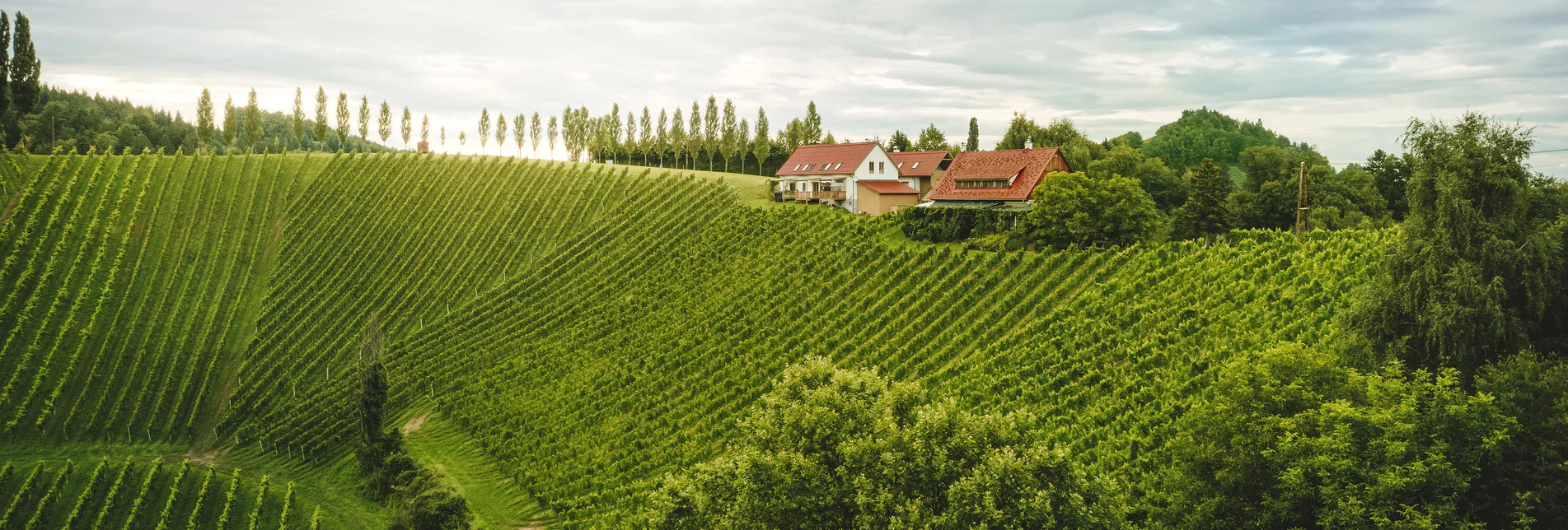 Weingärten der Südsteiermark bei Stainz | © STG | Michael Königshofer