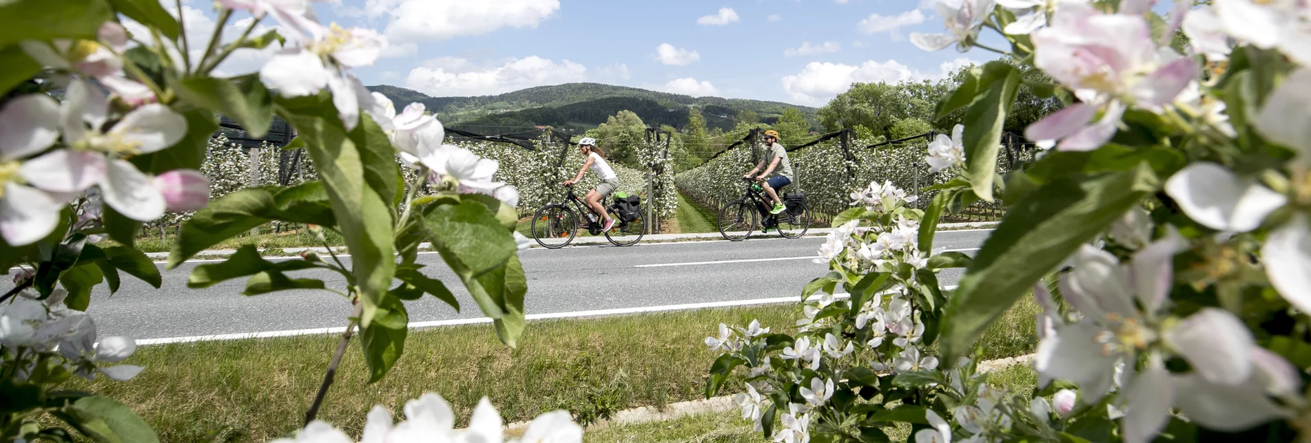 Cycling in spring  | © Steiermark Tourismus | Tom Lamm