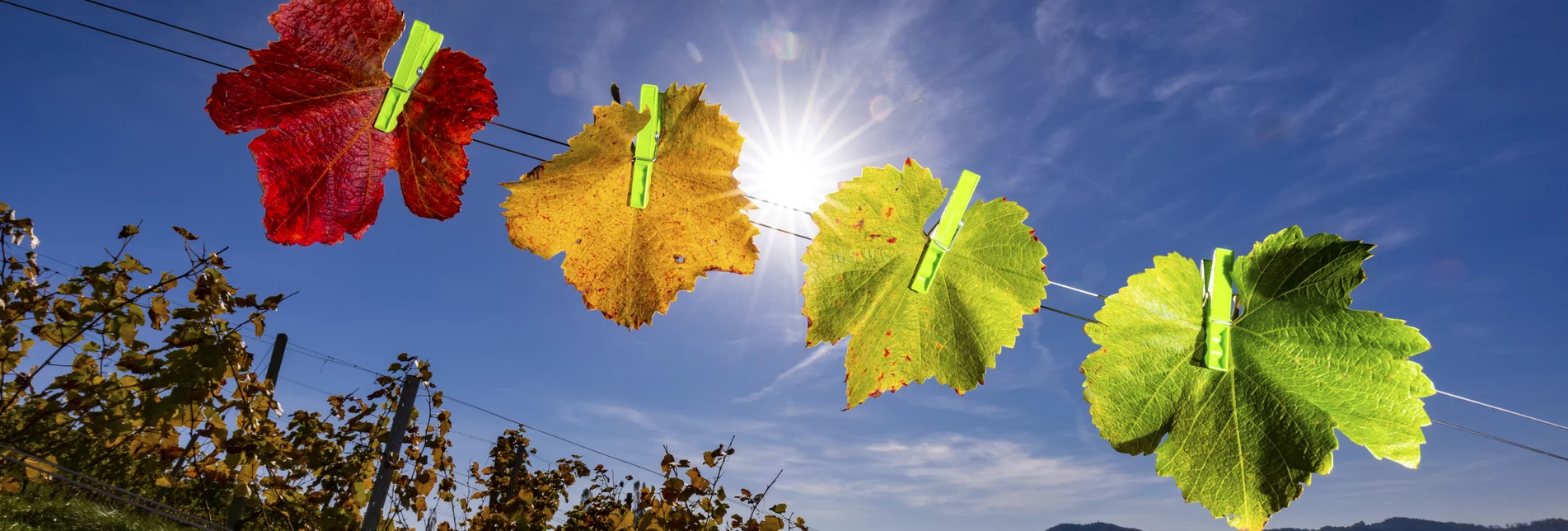 Herbst im Weingarten | © STG | Harry Schiffer