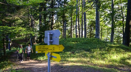 On the way from the Almenland to Anger | © Steiermark Tourismus | Pixelmaker