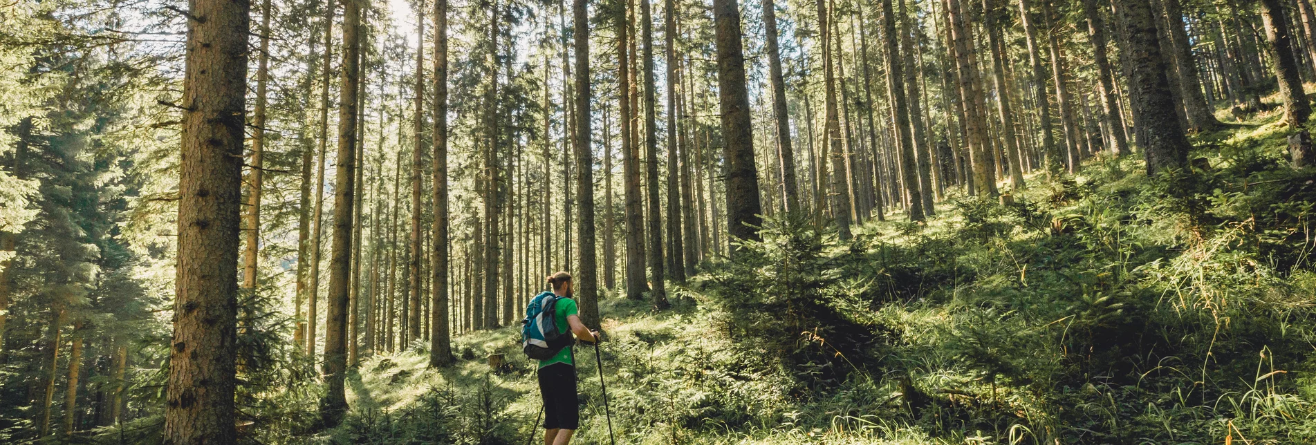 PackageForest bathing in the Nature Park Mürzer Oberland - Recreation in the woods | © TV Hochsteiermark, Foto nixxipixx