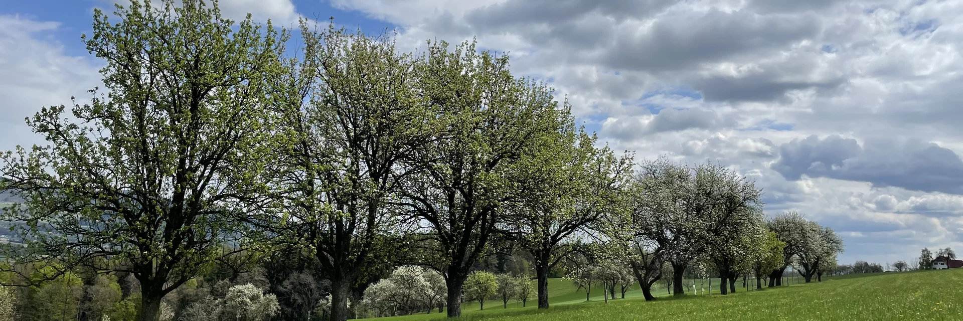 Streuobstwiese mit Hirschbirnenbäumen | © STG | Lisa Anderle