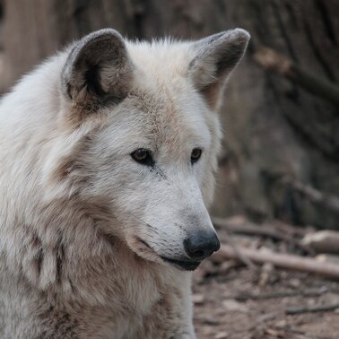 Mondscheinführung in der Tierwelt Herberstein | © Tierwelt Herberstein