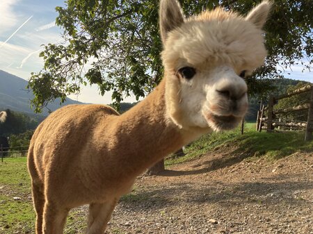 Alpacas from the Dörflgraf_Eastern Styria | © Alpakas vom Dörflgraf