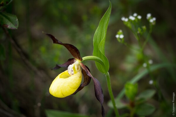 Frauenschuh Orchidee | © www.posegga.art