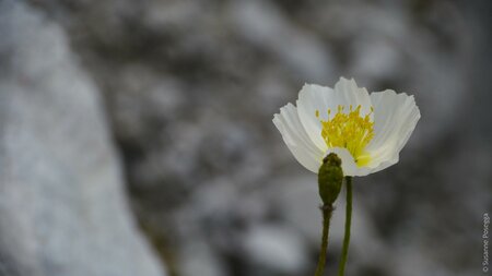 Nordöstlicher Alpenmohn | © www.posegga.art