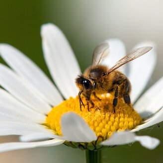 Bienenlehrpfad_Biene auf Blüte_Oststeiermark
