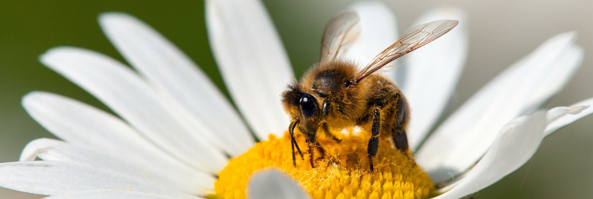 Bienenlehrpfad_Biene auf Blüte_Oststeiermark