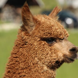 organic farm Kroisleitner_alpaca Rachel_Eastern Styria | © Biohof Kroisleitner