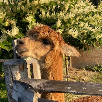 organic farm Kroisleitner_alpaca by the fence_Eastern Styria | © Oststeiermark Tourismus