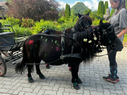 Kindergeburtstag Ponykutsche | © Narzissendorf Zloam, www.zloam.at