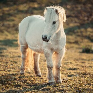 Pony-Time out Gmoarieglhof