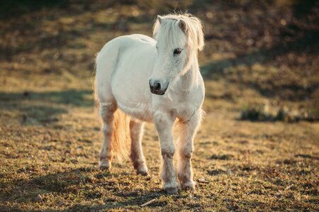 PonyAuszeit_Gmoarieglhof