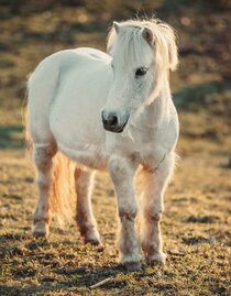 PonyAuszeit_Gmoarieglhof