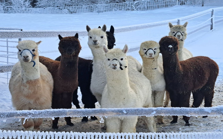 Grimming Alpacas, Tauplitz, Alpacas in the snow | © Müller