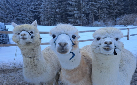 Grimming Alpacas, Tauplitz, white alpacas | © Müller
