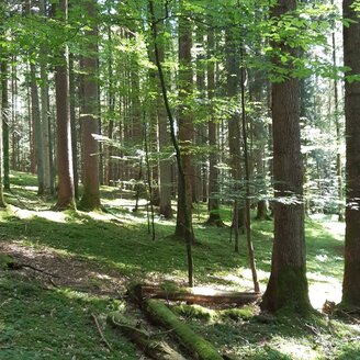 Wald erleben | © Vera Groß