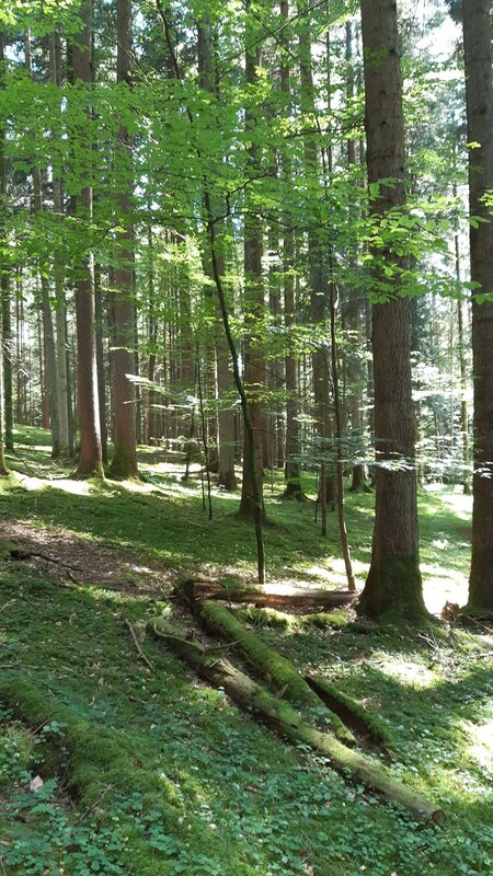 Wald erleben | © Vera Groß