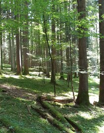 Wald erleben | © Vera Groß | Vera Groß | © Vera Groß