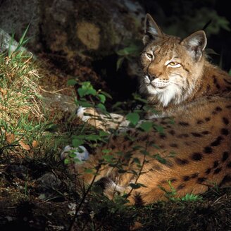 Luchs