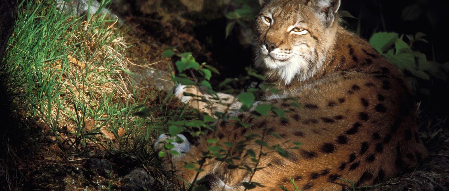 Luchs