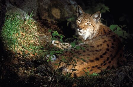 Luchs