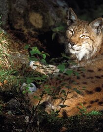 Luchs | Herfried Marek