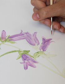 Botanische Illustrationen | © Alois Wilfing | Alois Wilfing | © Alois Wilfing