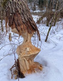 biber | Alexander Maringer