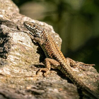 Nature Worlds Styria_Reptile_Eastern Styria | © Naturwelten Steiermark