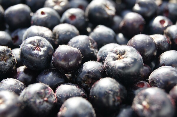 Nickls Aronia_Beeren_Oststeiermark | © Familie Ponsold