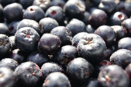 Nickls Aronia_Beeren_Oststeiermark | © Familie Ponsold