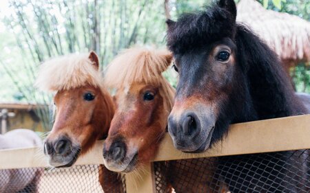 Ponycamp im Narzissendorf Zloam (7)