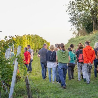 Weinwiesen Wanderung