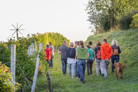 Weinwiesen Wanderung