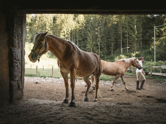 Die Haflinger vom Haflingerhof | © Stefan Leitner