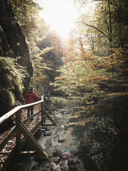 Wildnis in der Nothklamm | © Stefan Leitner