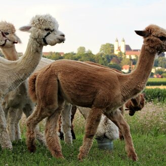 Alpakas | © Schlossblick Strohmeier