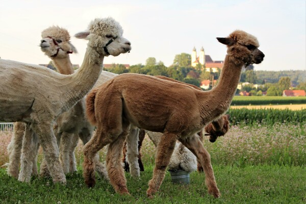 Alpakas | © Schlossblick Strohmeier