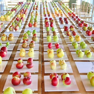 Fruit in the showroom | © eva & adam