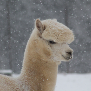 Advent on the farm Radl_Alpka_Eastern Styria | © Bauernhof Radl_Oststeiermark
