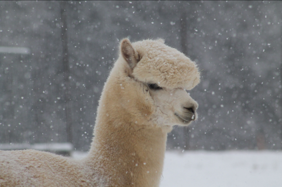 Advent on the farm Radl_Alpka_Eastern Styria | © Bauernhof Radl_Oststeiermark Advent am Bauernhof Radl_Alpka_Oststeiermark | © Bauernhof Radl_Oststeiermark