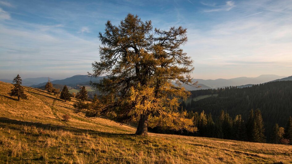 Herbstlandschaft_Oststeiermark_Foto Bergmann | © Tourismusverband Oststeiermark