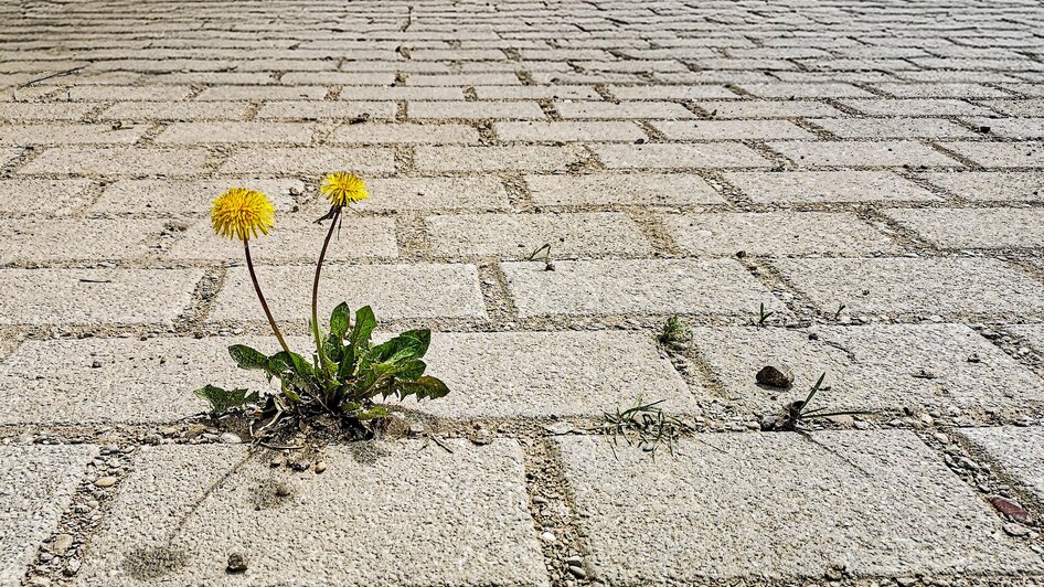 Bodenverbrauch – die Herausforderung der Zukunft! - Impressionen #2.2